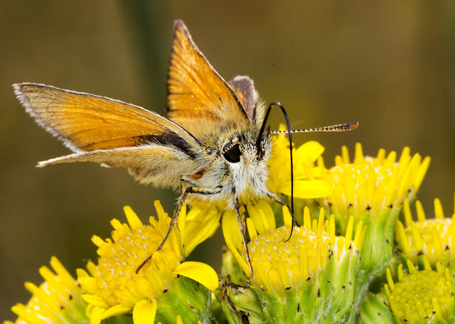 Small Skipper, Thymelicus sylvestris. Sandwich Bay, 3 June 2015. Small Skipper, Thymelicus sylvestris. Sandwich Bay, 3 June 2015.