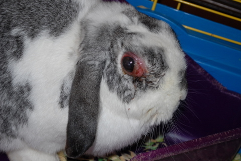 weepy eye the bunny hut october 2013 weepy eye the bunny hut october 2013