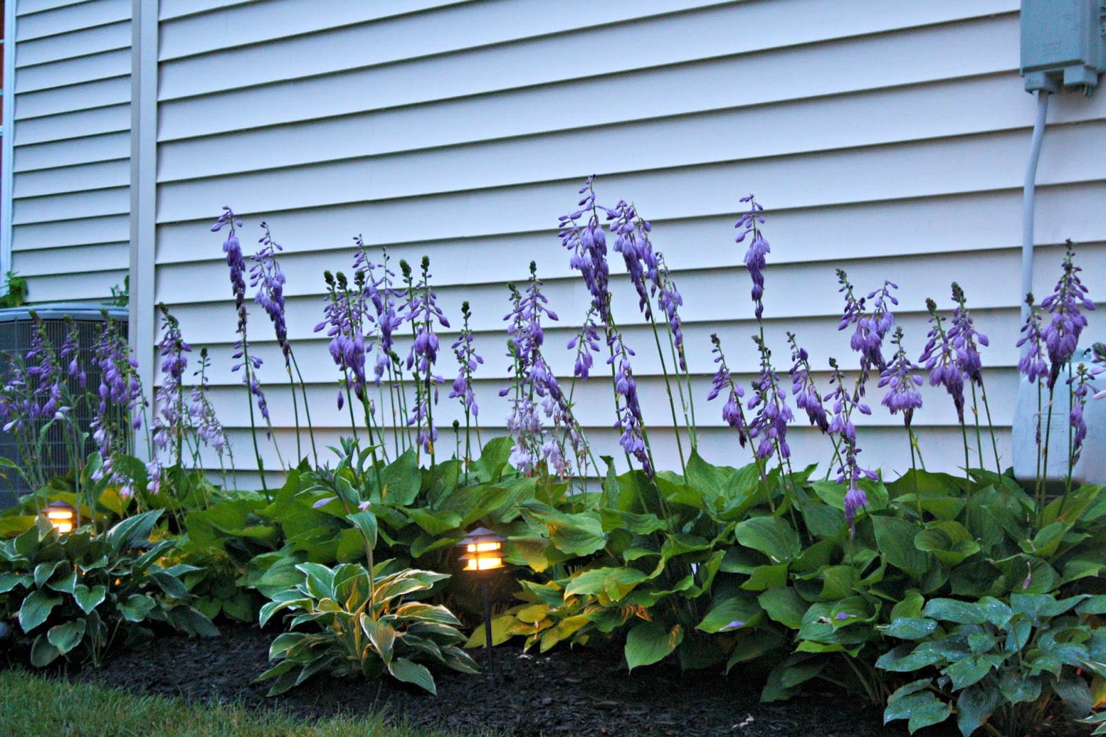 My Free Hosta Garden (and How to Get One!) from Thrifty Decor Chick