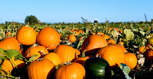 North Mississippi Pumpkin Patches