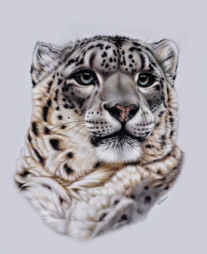 Incredible and Realistic Animal Paintings by Heather Lara Fine Art