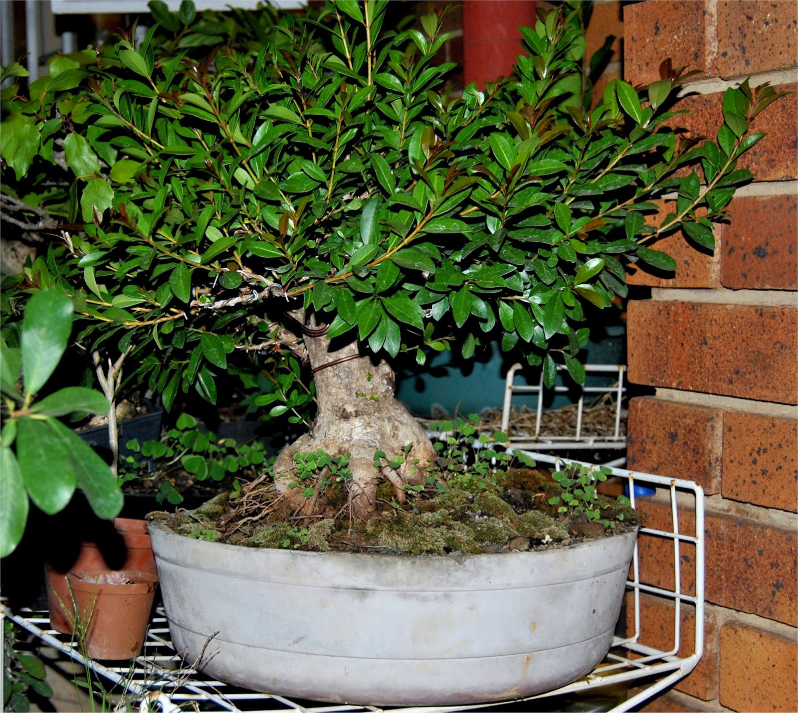LENNARD39S BONSAI BEGINNINGS LENNARD39S BONSAI BEGINNINGS