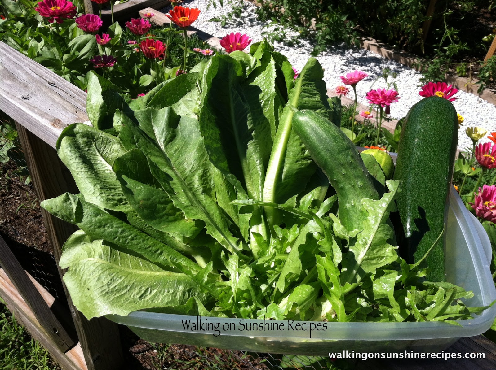 Tip Washing and Drying Lettuce Walking on Sunshine