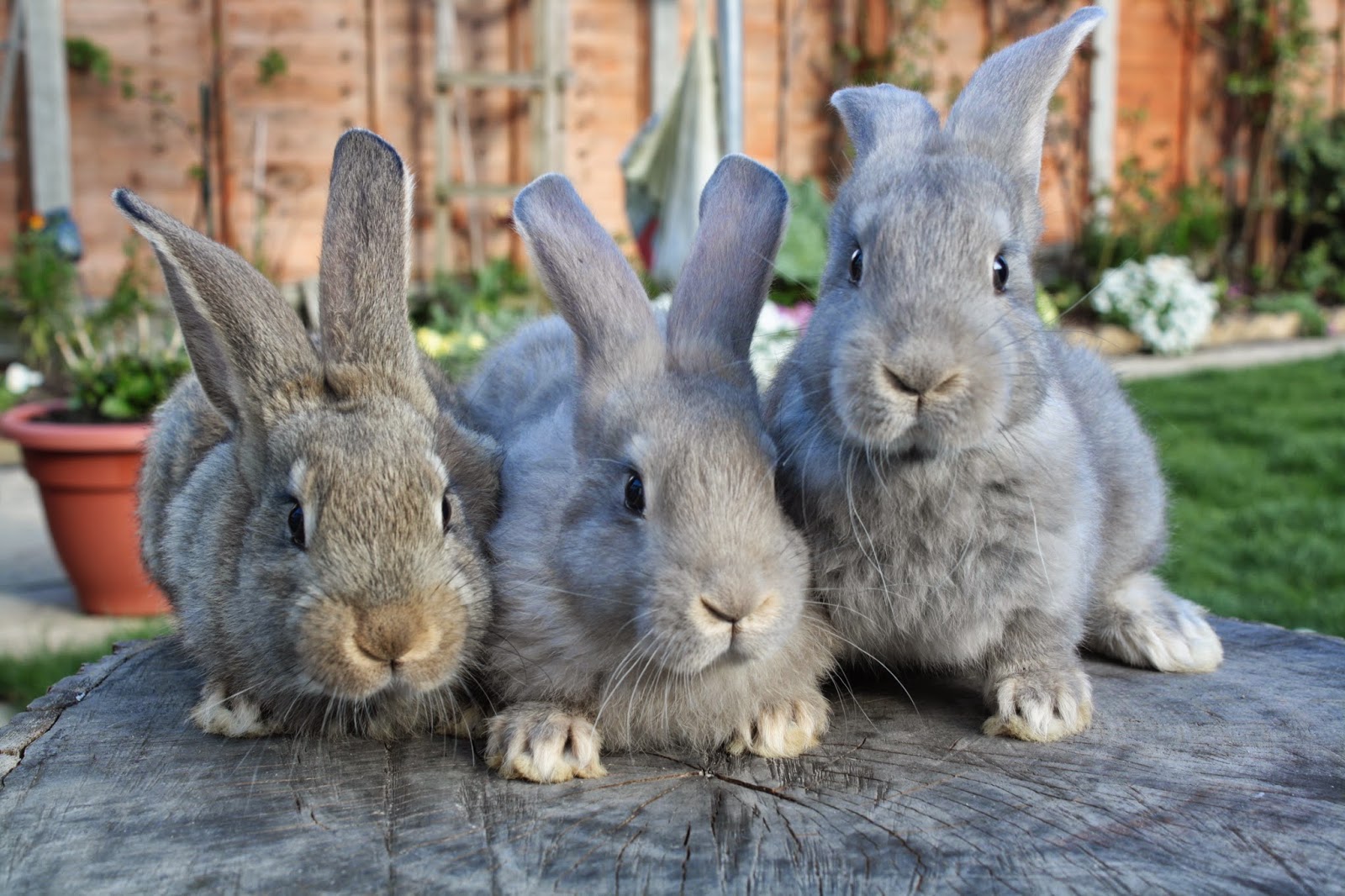 Love My PetsPet supermarket How to Prepare for a Pet Rabbit?