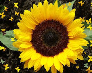 Mengenal Lebih Dekat Dengan Tumbuhan Mengenali Sunflower Bunga Matahari