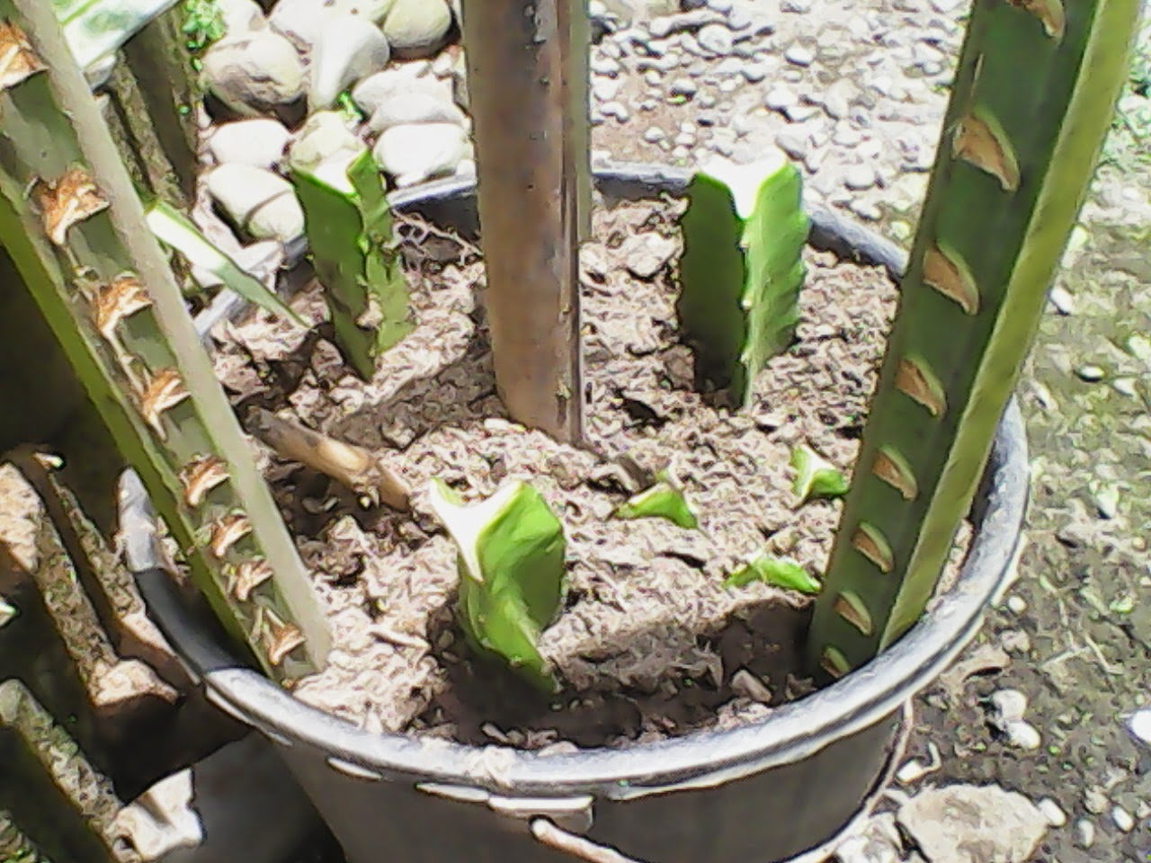 My Dragon Fruit Version Plant 4 Planting Dragon Fruit in a container