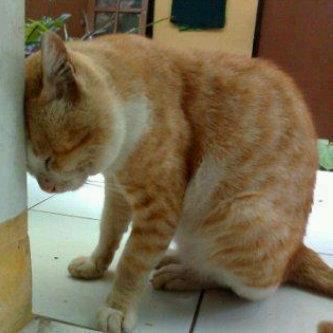 93 Foto Gambar Kucing Hormat Terlihat Keren 93 Foto Gambar Kucing Hormat Terlihat Keren