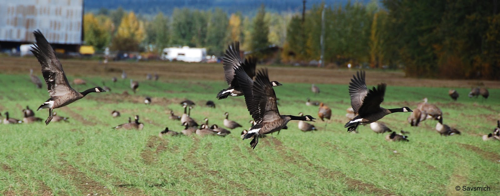 Savio & Michelle's Travel Diary .. A new destination in every page.. Alaska