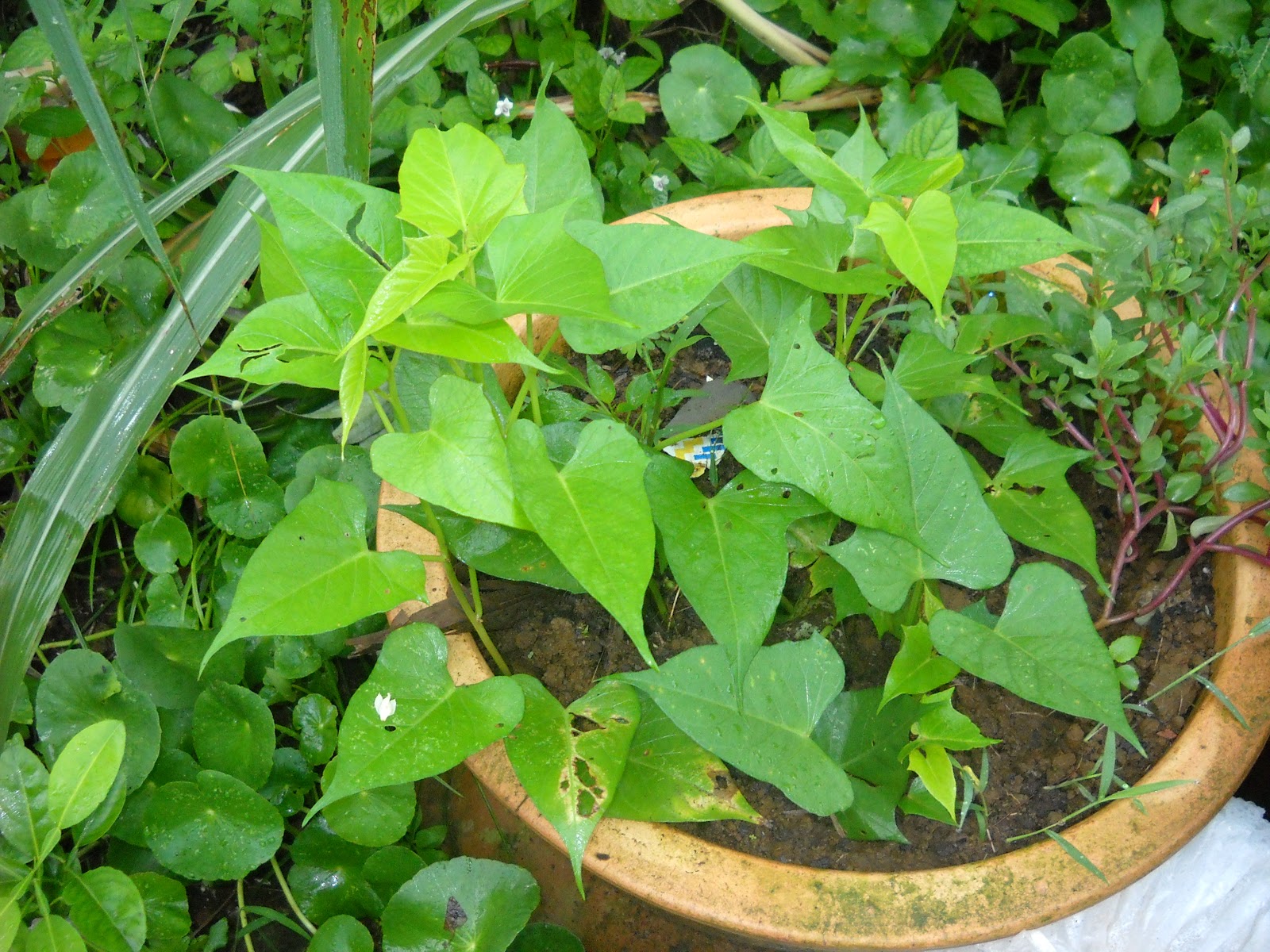 Jenis daun poker