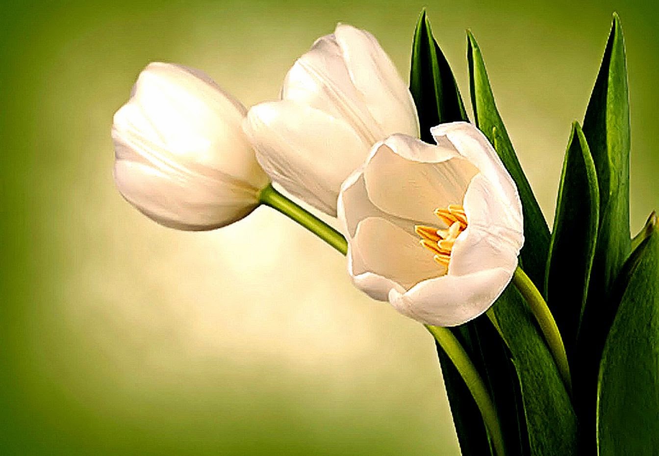 White Tulips Wallpaper HD White Tulips Wallpaper HD