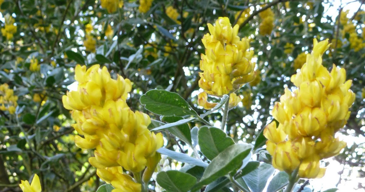 Cyn's Nature Notes Pineapple Shrub/Tree