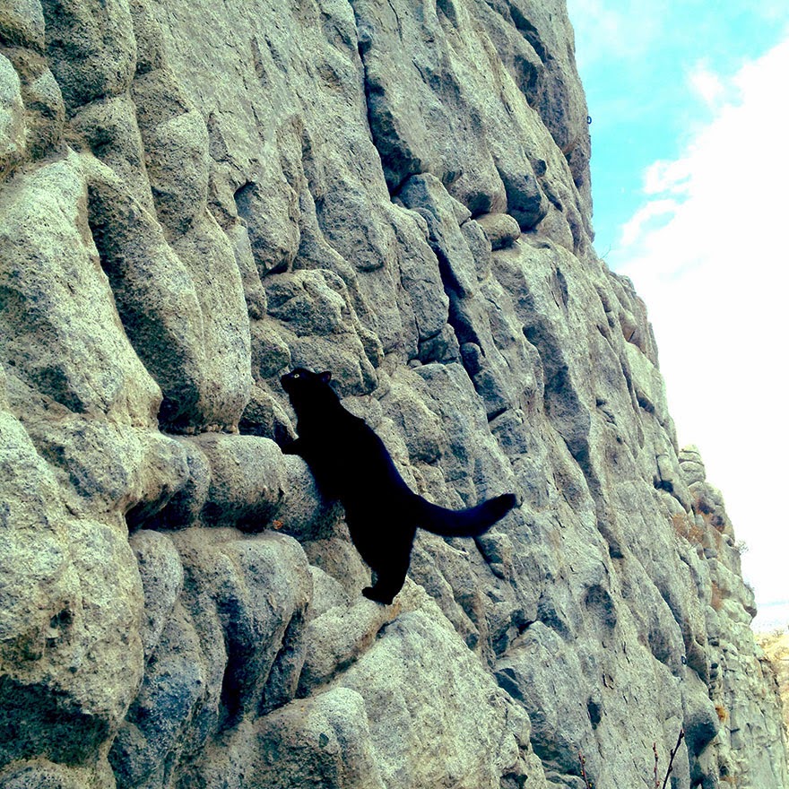 “Generally she does best on slabby routes where she can scramble from ledge to ledge. She’s an incredible athlete, she does some big jumps and gaps” - My Adopted Cat Is The Best Climbing Partner Ever “Generally she does best on slabby routes where she can scramble from ledge to ledge. She’s an incredible athlete, she does some big jumps and gaps” - My Adopted Cat Is The Best Climbing Partner Ever
