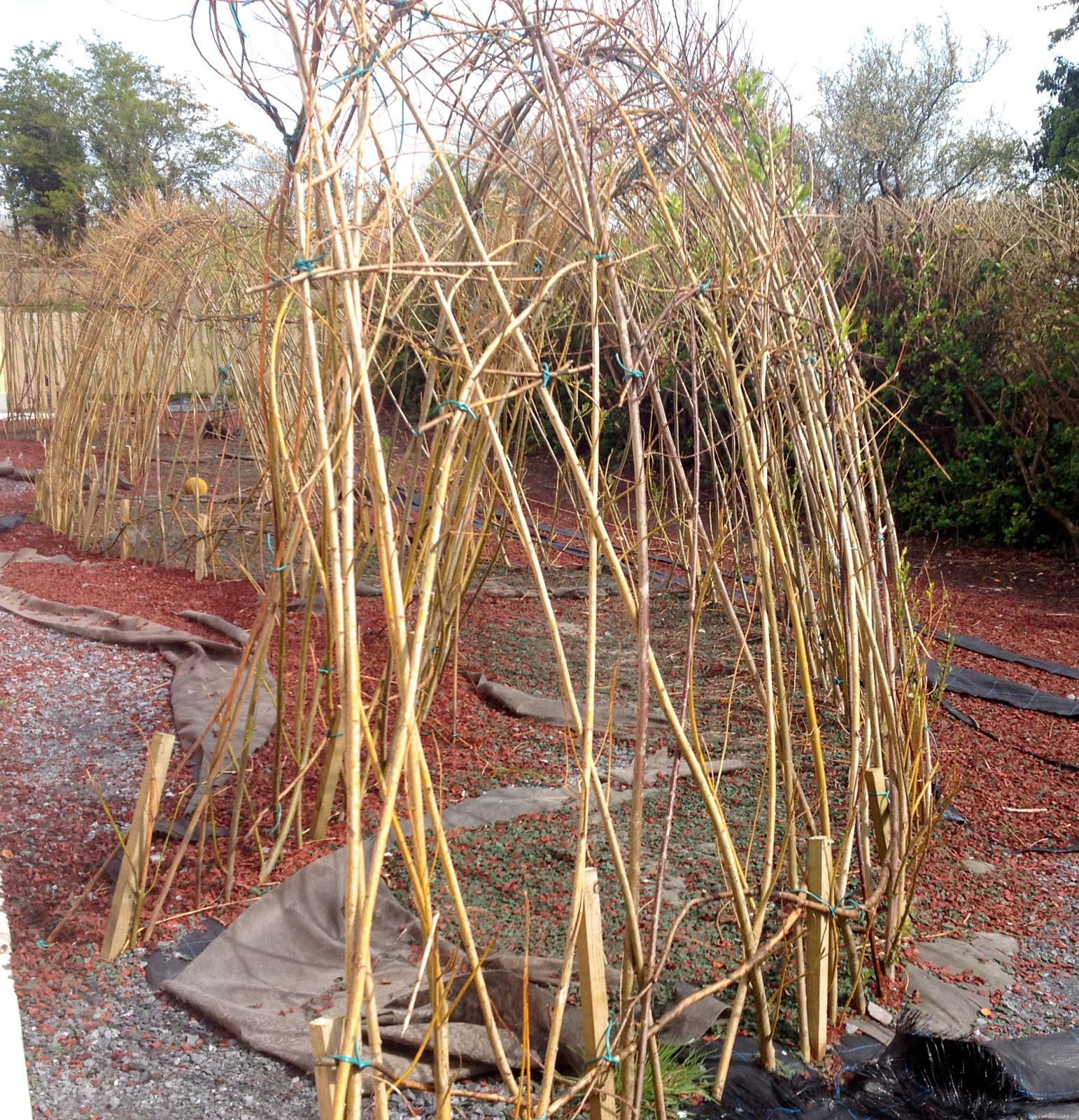 Speedie's Blog Help Save a Willow Tree Sculpture!