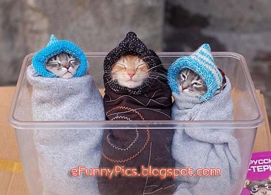 Kittens are Warming