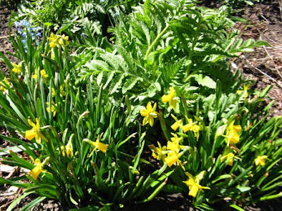 Miniature yellow daffodils in bloom at Paul Kane House gardens by garden muses: a Toronto gardening blog