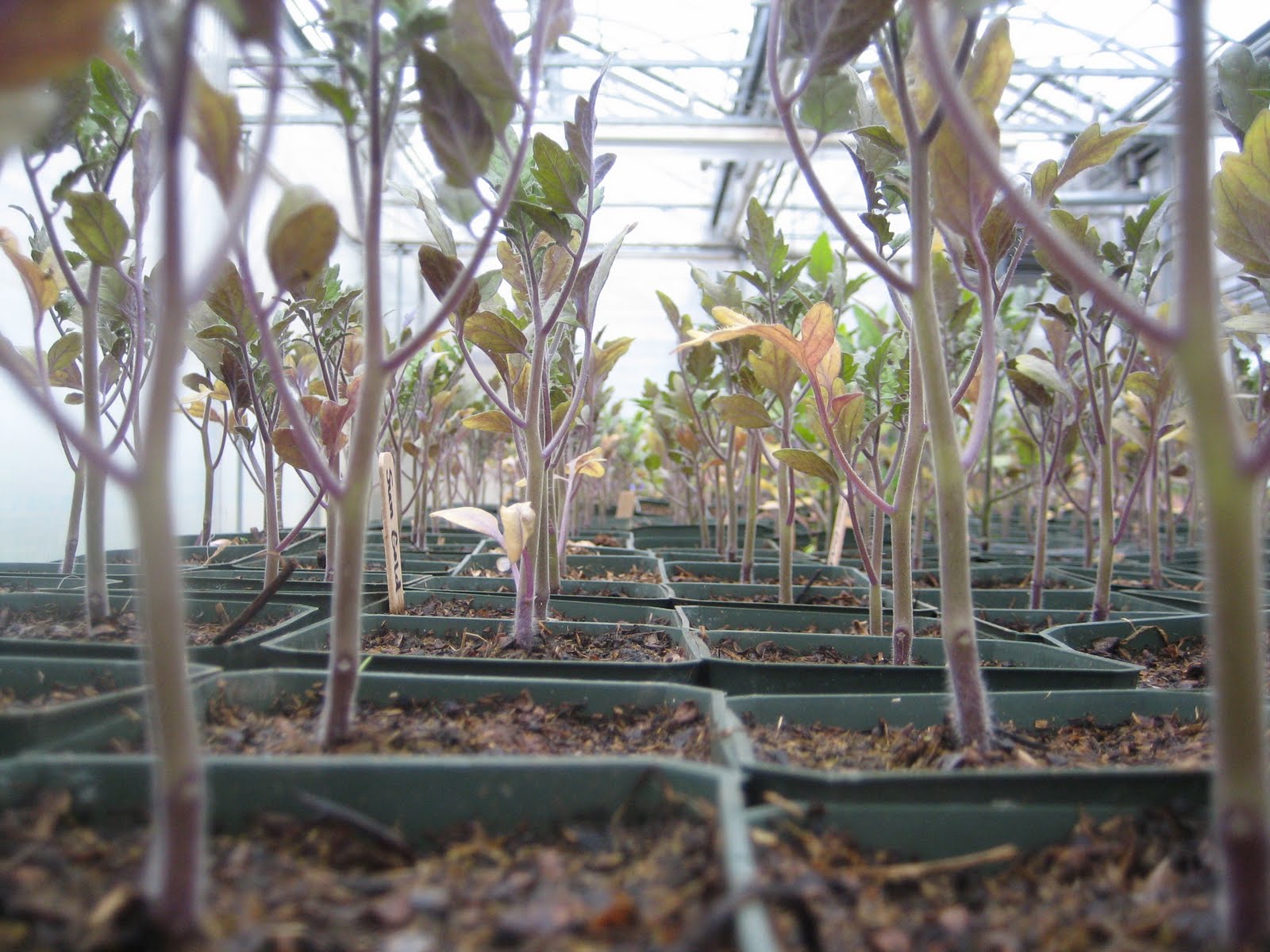 Have You Ever Picked A Carrot? Okra Understanding a Plant From the