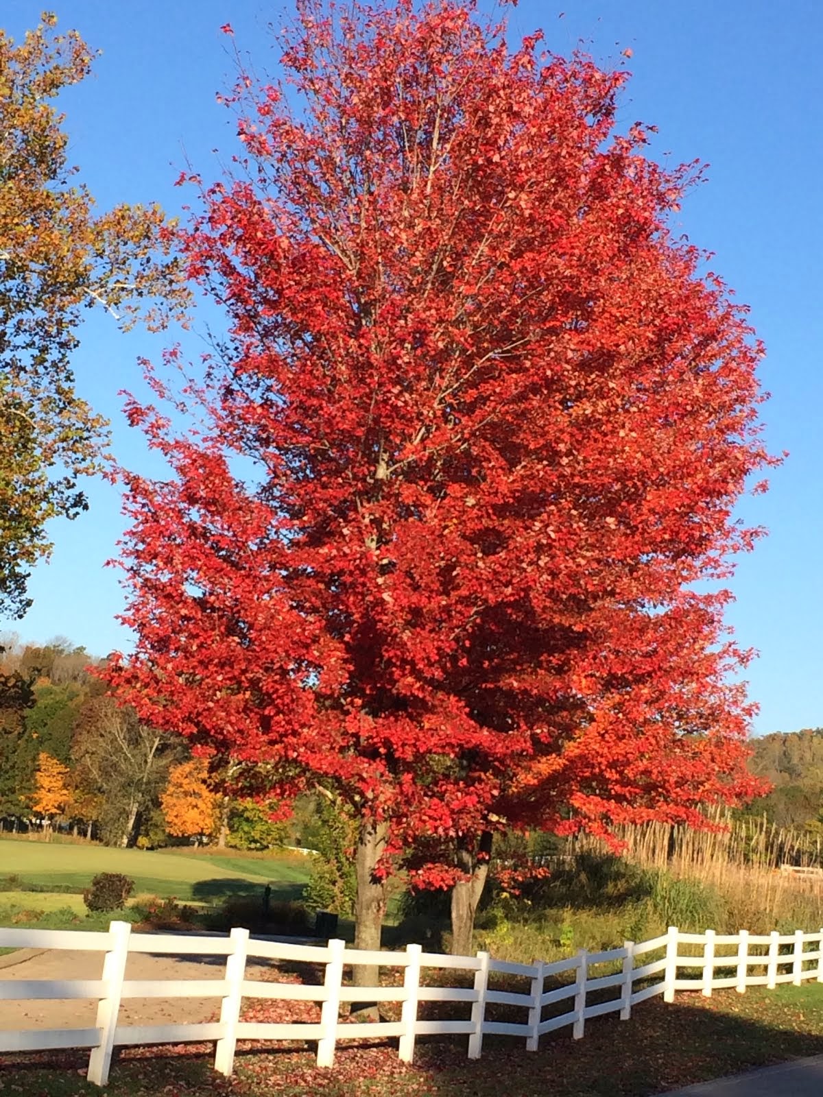 Fall in St. Albans