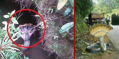 Ular Kepala Tujuh Hebohkan Warga Sulawesi Selatan