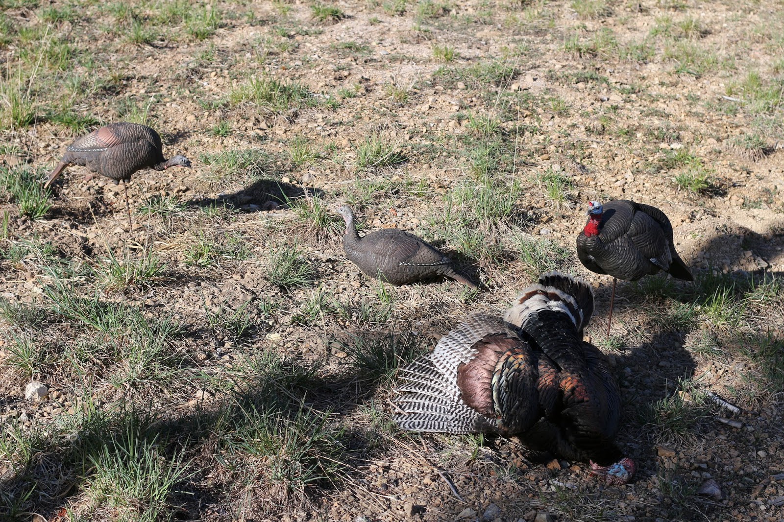 Gould's+Turkey+Hunting+guides+and+outfitters+with+Jay+Scott+Outdoors+and+Colburn+and+Scott+Outfitters+10.JPG