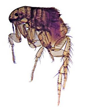 fleas types