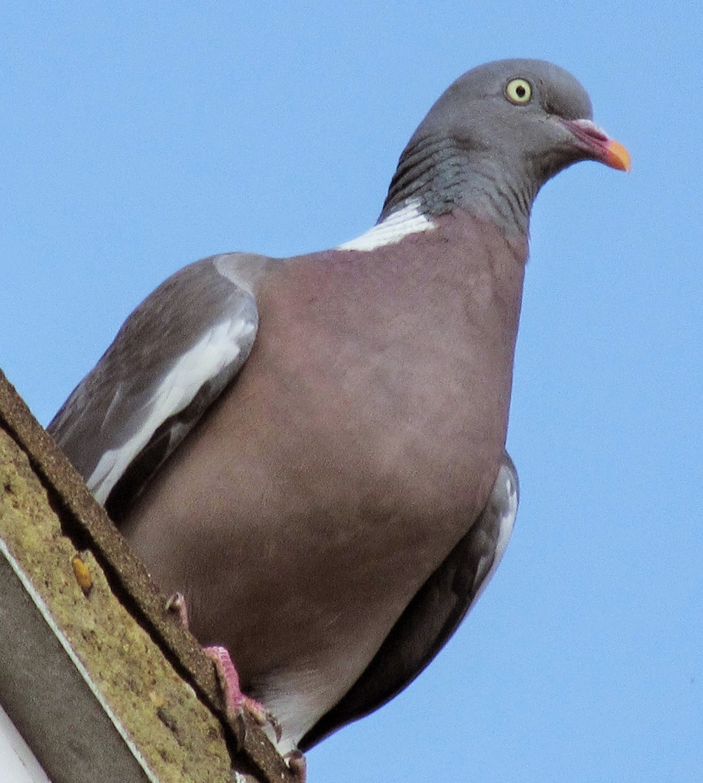 Bug Mad Girl Beady eyed birds