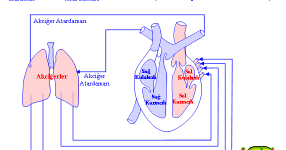 kucuk kan dolasiminin amacini aciklayiniz kucuk kan dolasiminin amaci nedir online test kucuk kan dolasiminin amacini aciklayiniz kucuk kan dolasiminin amaci nedir online test