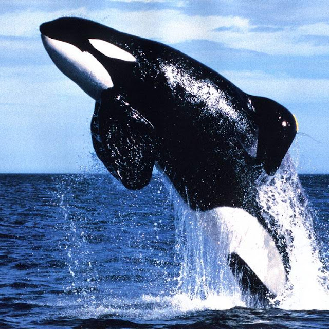 gambar ikan paus