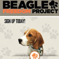 Proyecto beagles libres