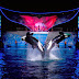 SeaWorld estreia novo show noturno da Shamu durante celebração dos 50 anos