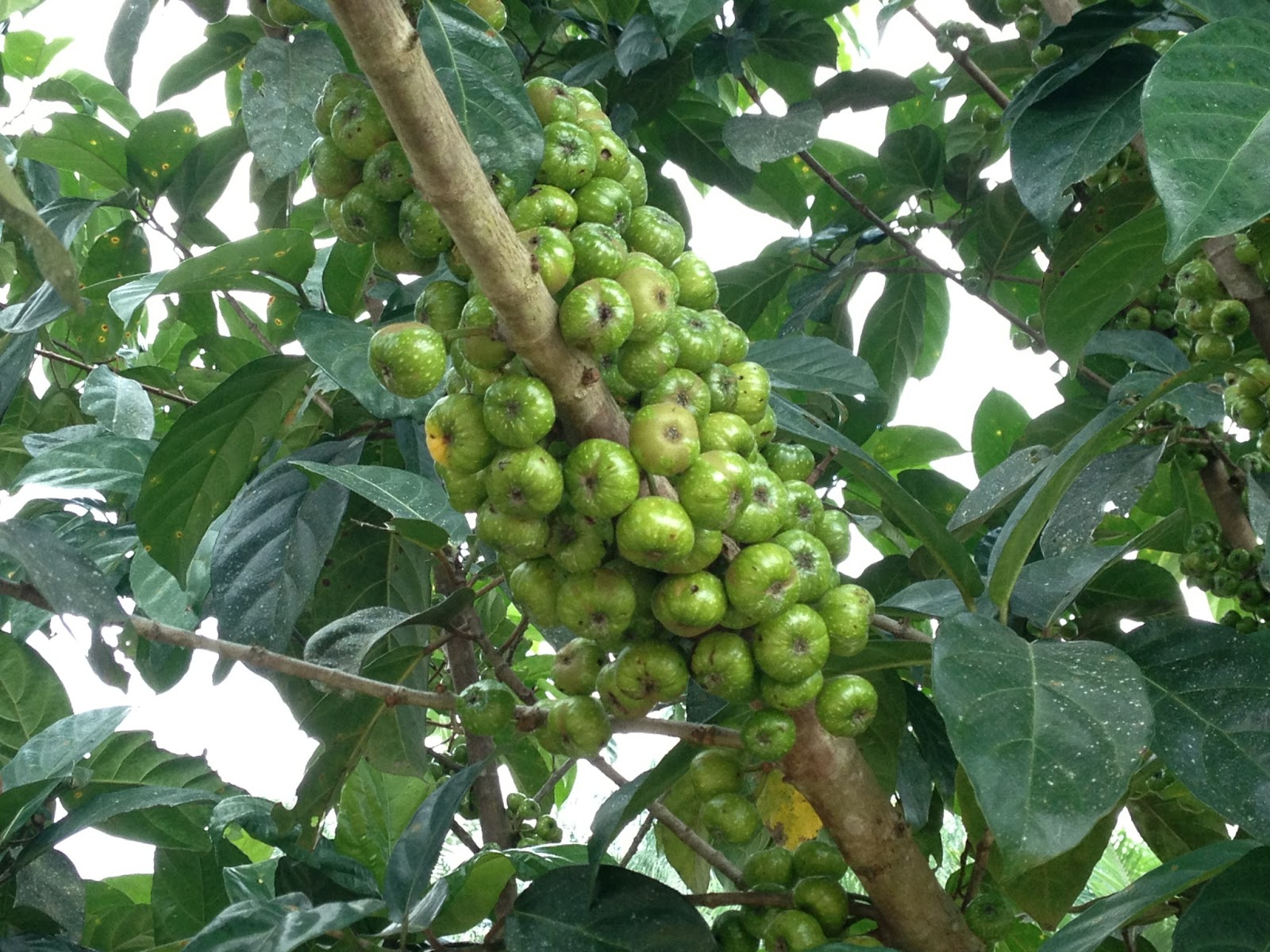 Swiftlet Farming Million Dollars A Year Potential. Another New