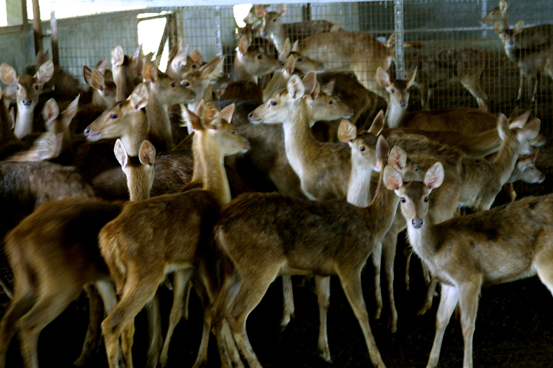 preservation of wild life Wildlife preserves, inc is a private, nonprofit land conservation corporation dedicated to the preservation of natural areas, open space, wildlife, and wildlife habitats for conservation, education, and research. preservation of wild life Wildlife preserves, inc is a private, nonprofit land conservation corporation dedicated to the preservation of natural areas, open space, wildlife, and wildlife habitats for conservation, education, and research.