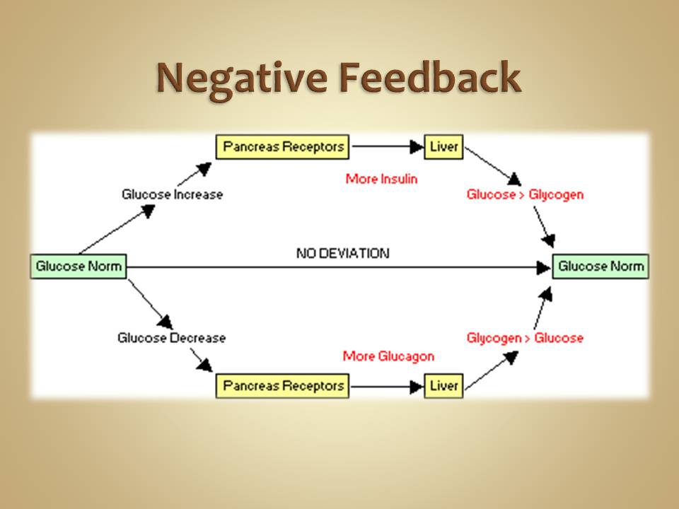 blood glucose concentration negative feedback