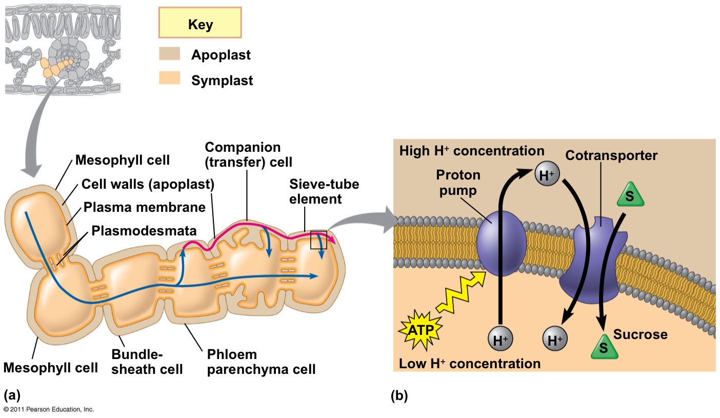 Botany Project Sucrose Relocation into Phloem and Bulk Flow in a Sieve