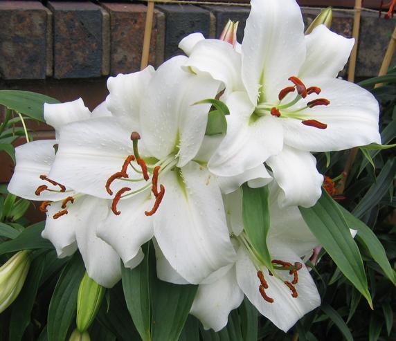 Llega la primavera a la Casa Blanca con un nuevo jardín