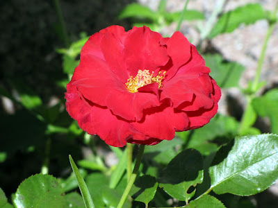 poemas+primavera+rosa poemas+primavera+rosal