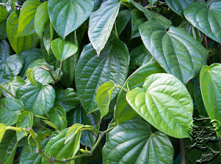 Daun Sirih manfaat daun sirih