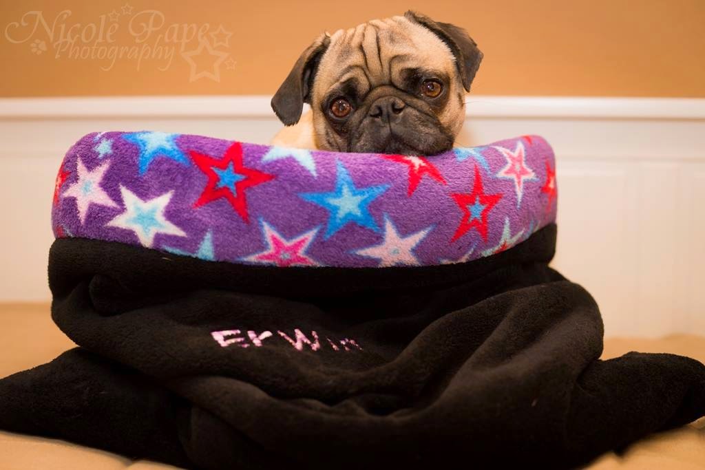 Clarabellchen Ein Kuschelsack für den Hund