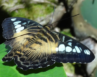 Butterfly Rainforest: Adresse   Florida Museum of Natural History 3215 Hull Road Gainesville, FL 32611-2710  Öffnungszeiten   Mo - Sa 10:00 - 17:00 So 13:00 - 17:00