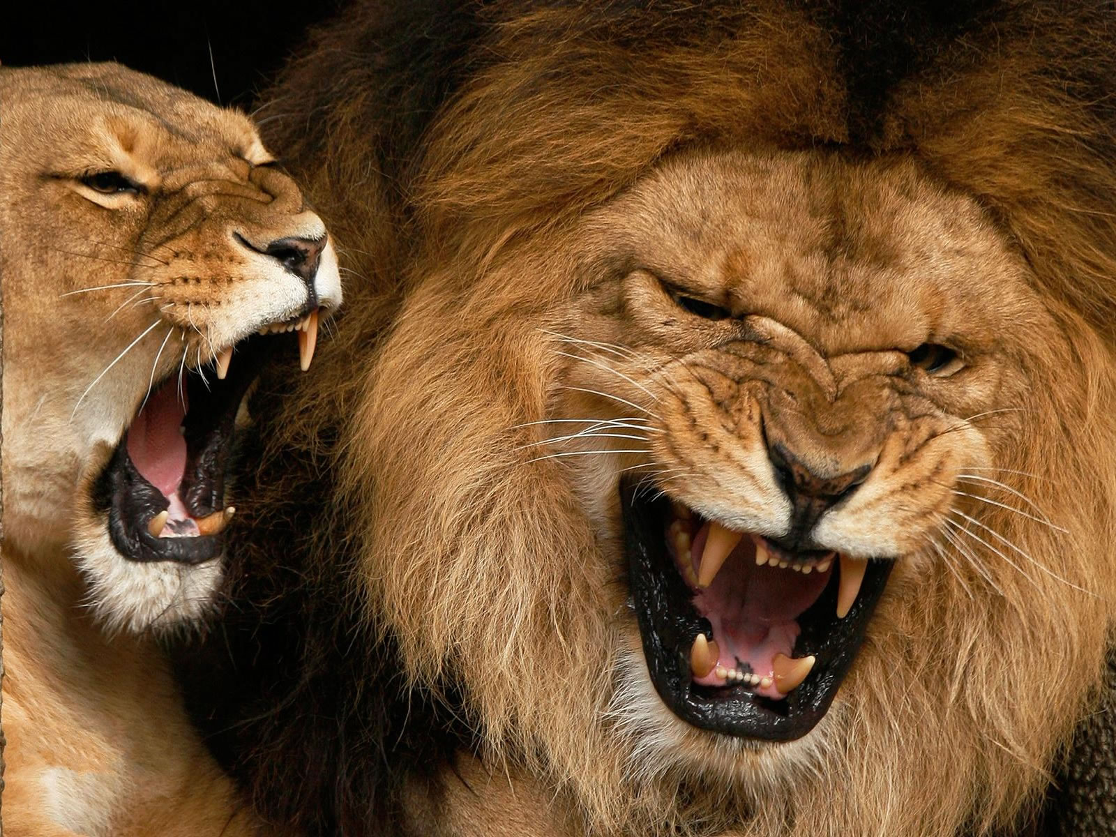 http://4.bp.blogspot.com/-IZkYPnnvpkQ/UBeFne_5ETI/AAAAAAAAAXs/jjrnU_KpeGI/s1600/lions%2Bfull%2Bhd%2Bwallpapers%2B1.jpg