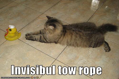 funny-pictures-cat-has-invisible-tow-rop