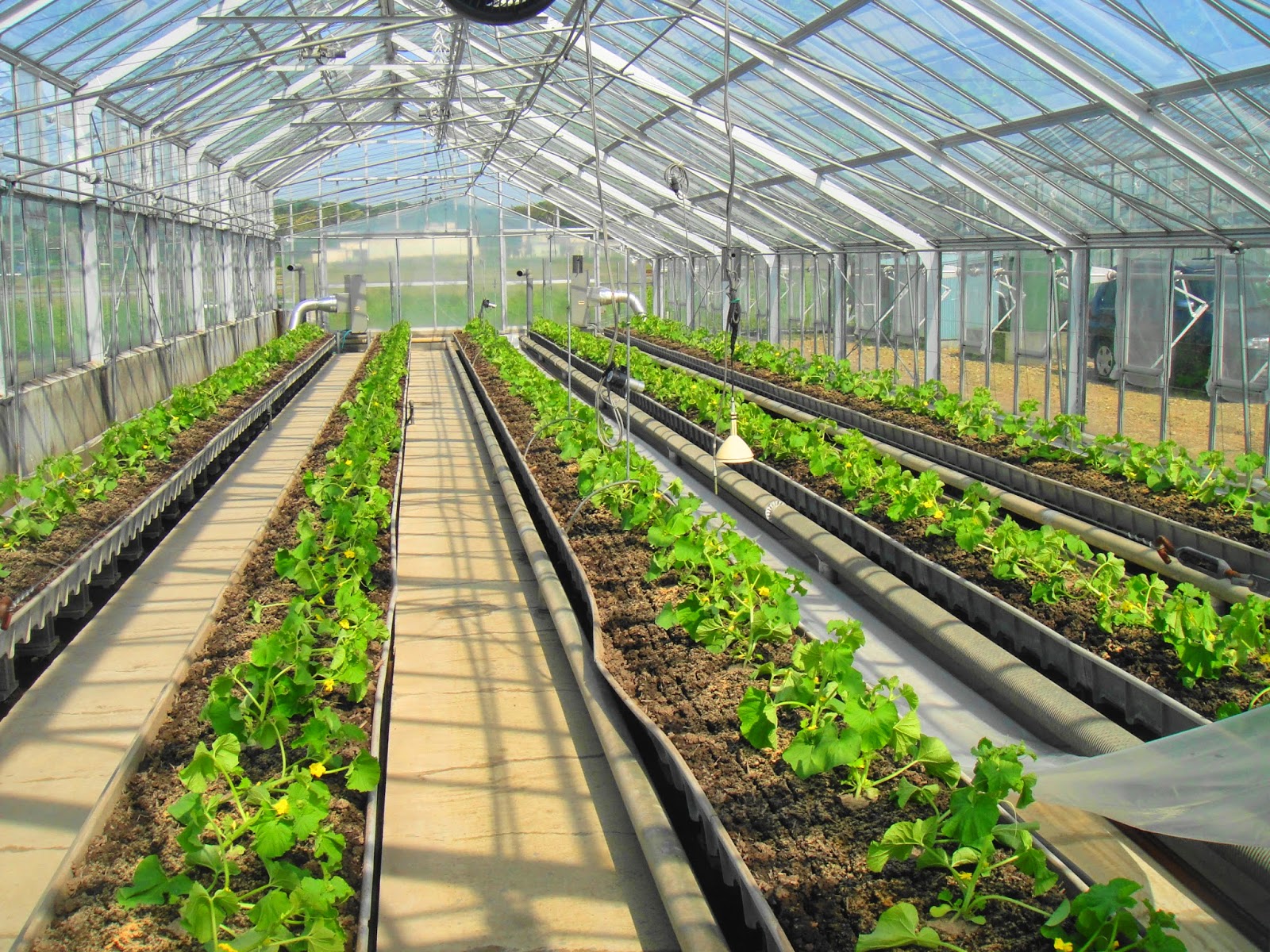 Discover Tokyo Beautiful places never seen before! Why Musk melon is