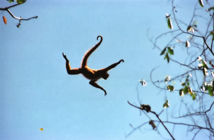 Amazon rainforests animals : The Spider monkey ~ Amazon Rainforest Animals