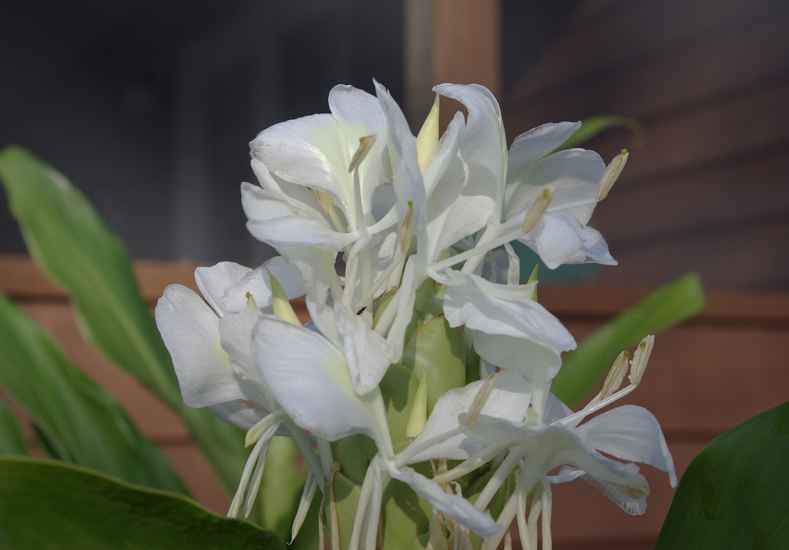 sweetbay LateBlooming Perennials