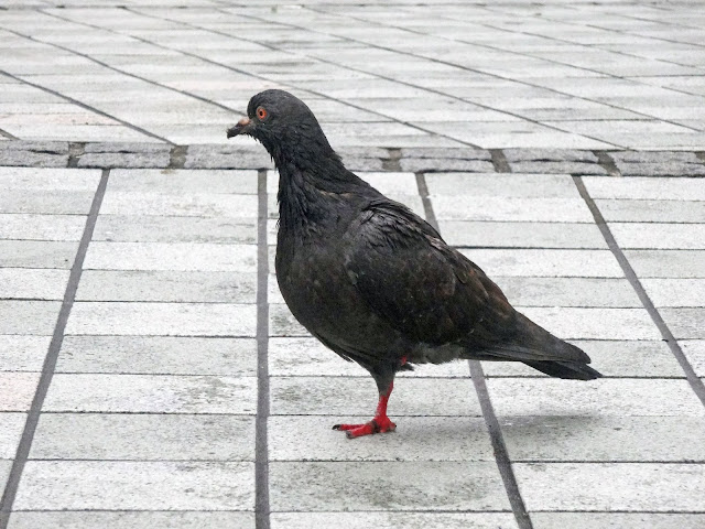 鳩,鳥,新宿駅アルタ前広場〈著作権フリー無料画像〉Free Stock Photos 