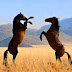 "Horse Run Wild", take a look at this wonderful documentary