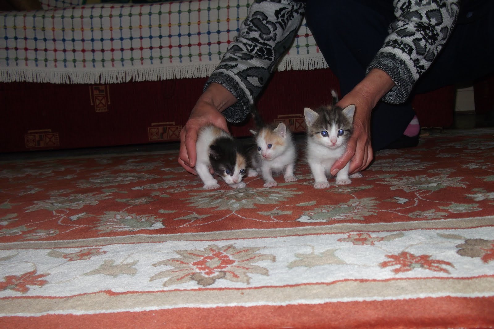 KAVAKTAN TABUT Anne Kedi Gene Yavrulamış&hellip;