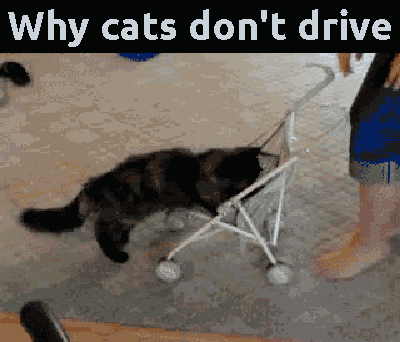 cat wagon