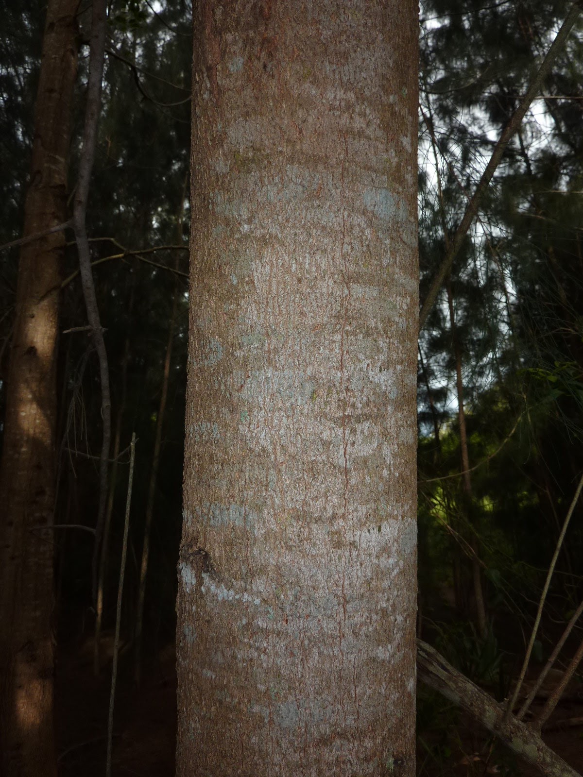 Skip's Florida Florida's Mystery Tree