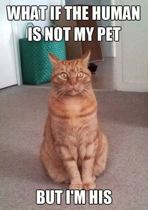 sudden realization cat
