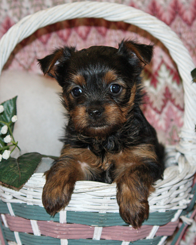 Rickie B Photography Lancaster Puppies